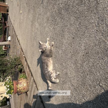 Foto 1/1 Olive Chat perdido en Sigean