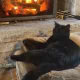 Foto del gato perdido en Plouzane