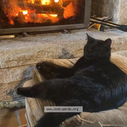 Foto 1/1 Mamdou Chat perdido en Plouzane