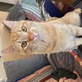 Foto del gato perdido en White Salmon