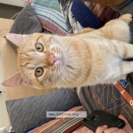 Foto 1/1 Frankie Chat perdido en White salmon