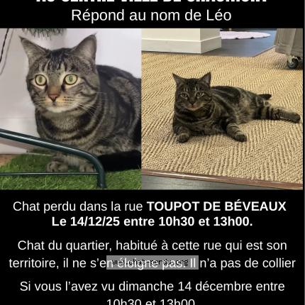 Foto 1/1 Léo Chat perdido en Chaumont