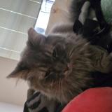 Foto del gato perdido en Wisconsin Rapids