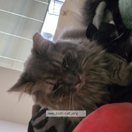 Foto 1/1 Yuki Chat perdido en Wisconsin rapids