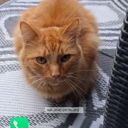 Foto 1/1 Rouquin Chat perdido en Libercourt