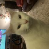 Foto del gato perdido en Lafox