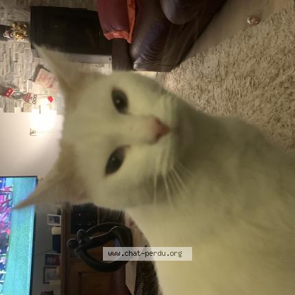 Foto 1/1 SYLVIE FILLASTRE Chat perdido en Lafox