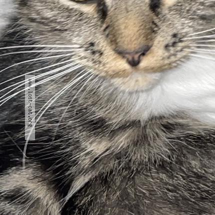 Foto 1/1 Gato encontrado Encontrado en Halifax