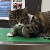 Foto del gato perdido en Laval