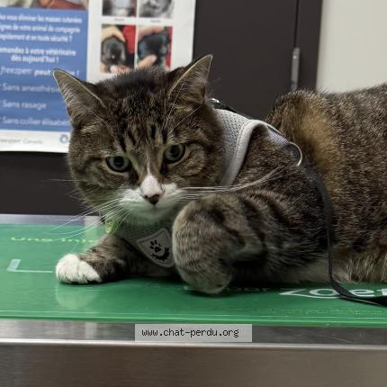 Foto 1/1 Milo Chat perdido en Laval