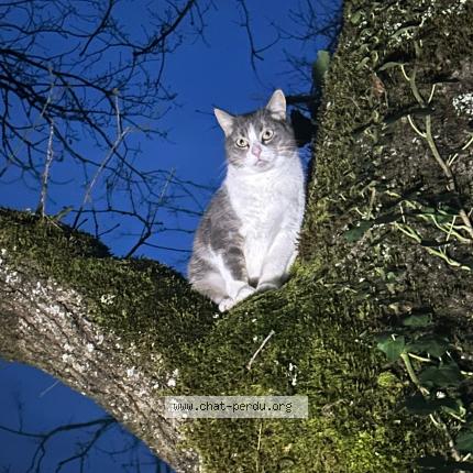 Foto 1/1 Meï Chat perdido en Le change