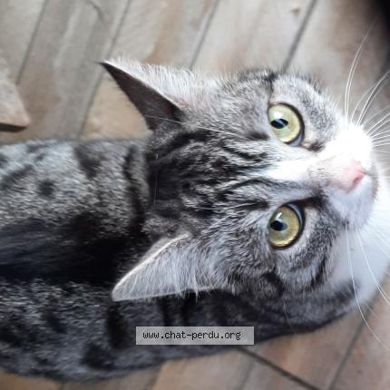 Foto 1/2 Gato encontrado Encontrado en Salome