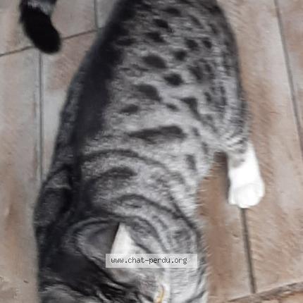 Foto 2/2 Gato encontrado Encontrado en Salome