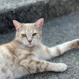 Foto del gato perdido en Sallaumines