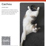 Foto del gato perdido en Reze