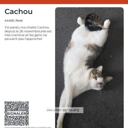 Foto 1/1 Cachou Chat perdido en Reze