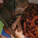 Foto del gato perdido en Pretoria