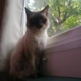 Foto del gato perdido en Fontes