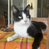 Foto del gato perdido en Lille