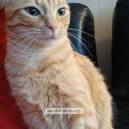 Foto 1/1 UNO Chat perdido en Orvault