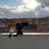 Foto del gato perdido en Gardanne