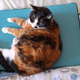 Foto del gato perdido en Vannes