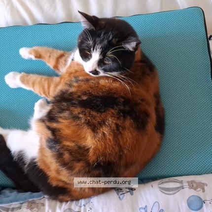 Foto 2/2 Pandora Chat perdido en Vannes