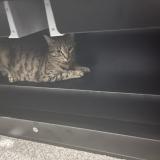 Foto del gato perdido en Saint Georges Sur Moulon