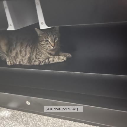 Foto 1/1 Milo Chat perdido en Saint georges sur moulon