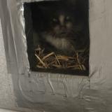 Foto de gato encontrado en Viuz En Sallaz