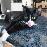 Foto del gato perdido en Koekelberg