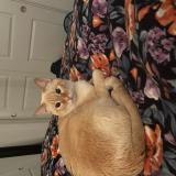 Foto del gato perdido en Lathrop