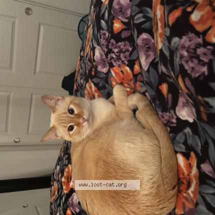 Foto 1/1 Polo Chat perdido en Lathrop