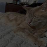 Foto del gato perdido en Koetzingue