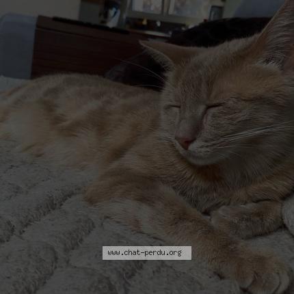 Foto 1/1 Tigrou Chat perdido en Koetzingue