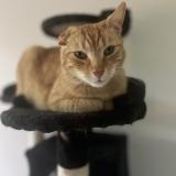 Foto del gato perdido en Besancon