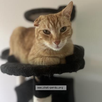 Foto 1/1 Mimi - Harry Chat perdido en Besancon