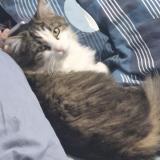 Foto del gato perdido en Viuz En Sallaz