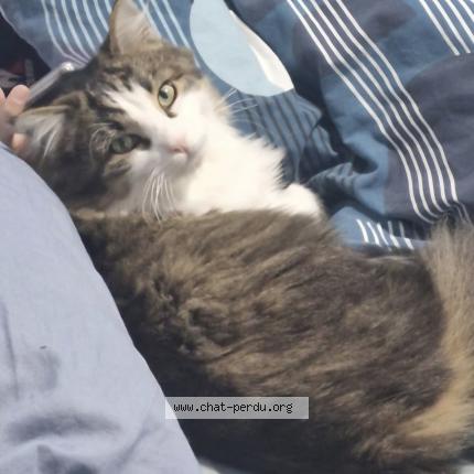 Foto 1/1 Woody Chat perdido en Viuz en sallaz