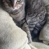 Foto del gato perdido en Saint Nauphary