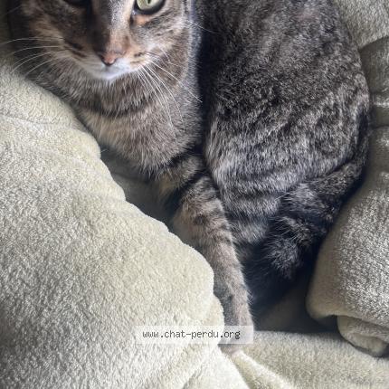 Foto 1/1 oreo Chat perdido en Saint nauphary