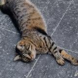 Foto del gato perdido en Bry Sur Marne