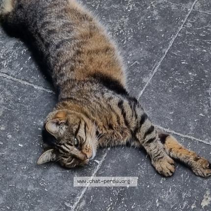 Foto 1/1 Mimie Chat perdido en Bry sur marne