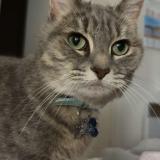 Foto del gato perdido en Lille Sud