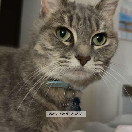 Foto 1/1 Louna Chat perdido en Lille sud