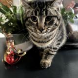 Foto del gato perdido en Vergt