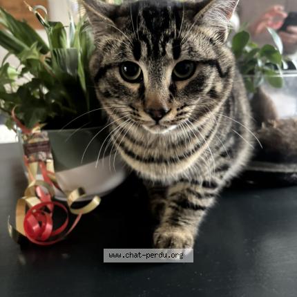 Foto 1/1 Apollon Chat perdido en Vergt