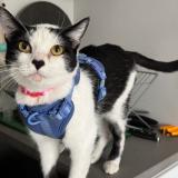 Foto del gato perdido en San Diego