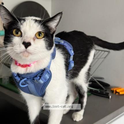 Foto 1/1 Marty Chat perdido en San diego