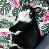 Foto del gato perdido en Marseille